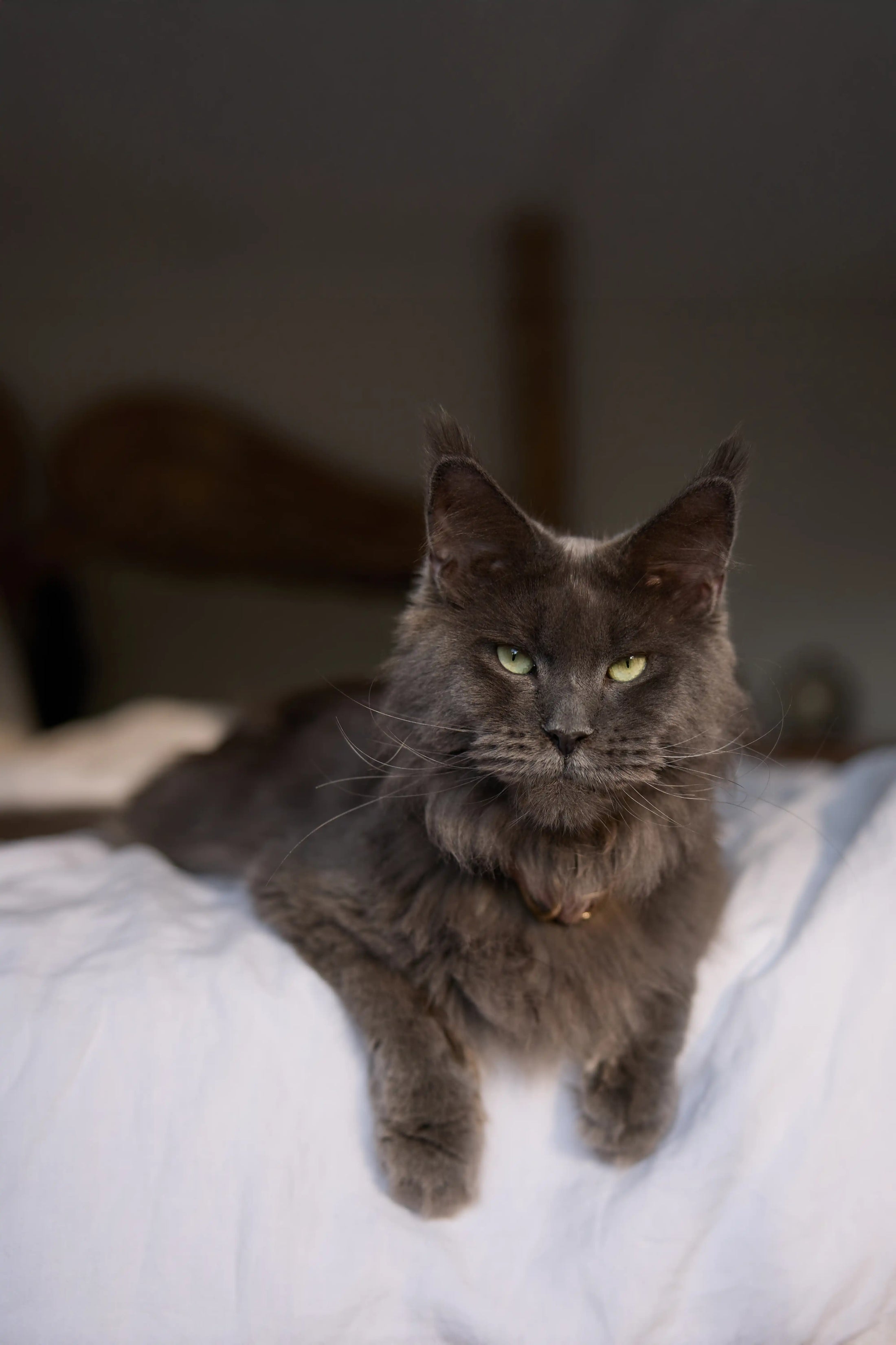 What causes hayfever & how to manage it?