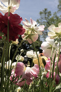 Close-up of colorful flowers with a blurred natural background