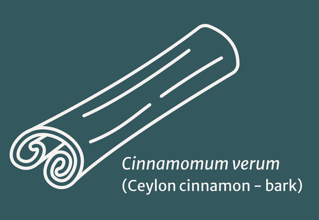 White line drawing of cinnamon bark on a teal background with text 'Cinnamomum verum (Ceylon cinnamon - bark)'.