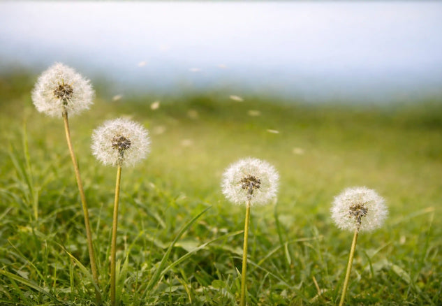 Field of dandelions in grass, a common seasonal allergy trigger